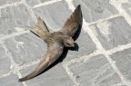 Rondone bloccato a terra