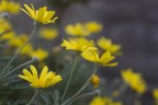 Giallo che affonda Giallo che affonda