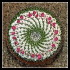 Il cuscino della suocera