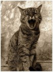Mi sento una tigre! Mi sento una tigre!