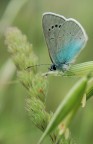 Polyommatus damon Polyommatus damon