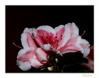 Azalea