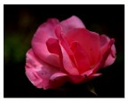 Semplicemente Rosa 2 Semplicemente Rosa 2
