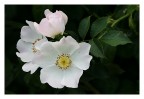 Rosa Canina