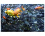 fish astratto fish astratto