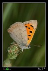 Lycaena phlaeas Lycaena phlaeas