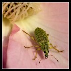 Scarabeo Scarabeo