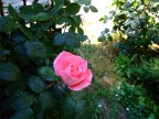 2 volte rosa 2 volte rosa