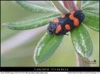 Cercopis in... composition! Cercopis in... composition!