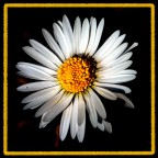 test lente macro autocostruita