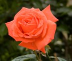 rosa in arancio rosa in arancio