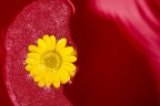 rosso e giallo rosso e giallo