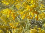 Giallo Giallo