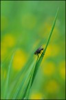 Moschina Moschina