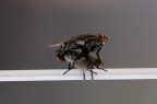 In equilibrio In equilibrio