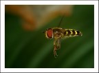 Volando Volando