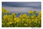 Fiori e nubi Fiori e nubi