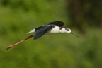 Eleganza in volo Eleganza in volo