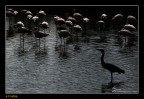 the guardian of pink flamingos the guardian of pink flamingos