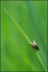 La mosca e la goccia La mosca e la goccia