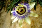 Passiflora 2 Passiflora 2