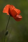 Papavero rosolaccio