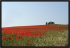 campo di papaveri campo di papaveri