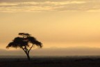 Tramonto con albero Tramonto con albero
