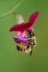 Aggrappata ad un Fiore Aggrappata ad un Fiore