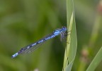 Ischnura Elegans Ischnura Elegans
