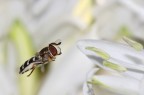 Eupeodes luniger 2 Eupeodes luniger 2