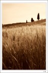 Grano toscano Grano toscano