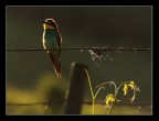 Il gruccione ...delle vigne Il gruccione ...delle vigne