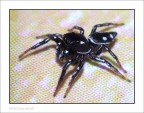 Aracnide Aracnide