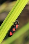 rosso-nero rosso-nero