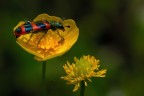 Trichodes apiarius Trichodes apiarius
