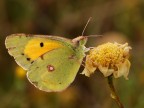 Colias alfacariensis Colias alfacariensis