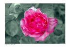 le mie rose le mie rose