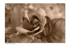 le mie rose le mie rose