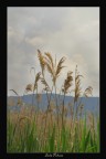 Canne al vento...