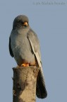Falco cuculo Falco cuculo