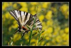 farfalla (n'3) farfalla (n'3)