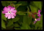 Fiore Fiore
