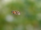 Sirfide in volo Sirfide in volo
