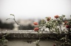 rosa è un'altra cosa... rosa è un'altra cosa...