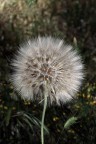 NON E' COTONE NON E' COTONE