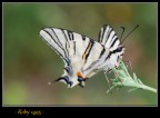 farfalla (n'4) farfalla (n'4)
