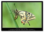 [url=http://www.acquariofilia.info/_juza/Papilio_machaon2-1200.jpg][b]Qui la versione a 1200 pxl[/b][/url]