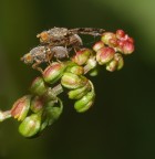 Risveglio primaverile