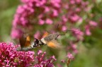 Macroglossum stellatarum  Accoppiamento